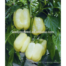 MSP04 Baijin graines de poivron de couleur blanche, graines de poivrons hybrides